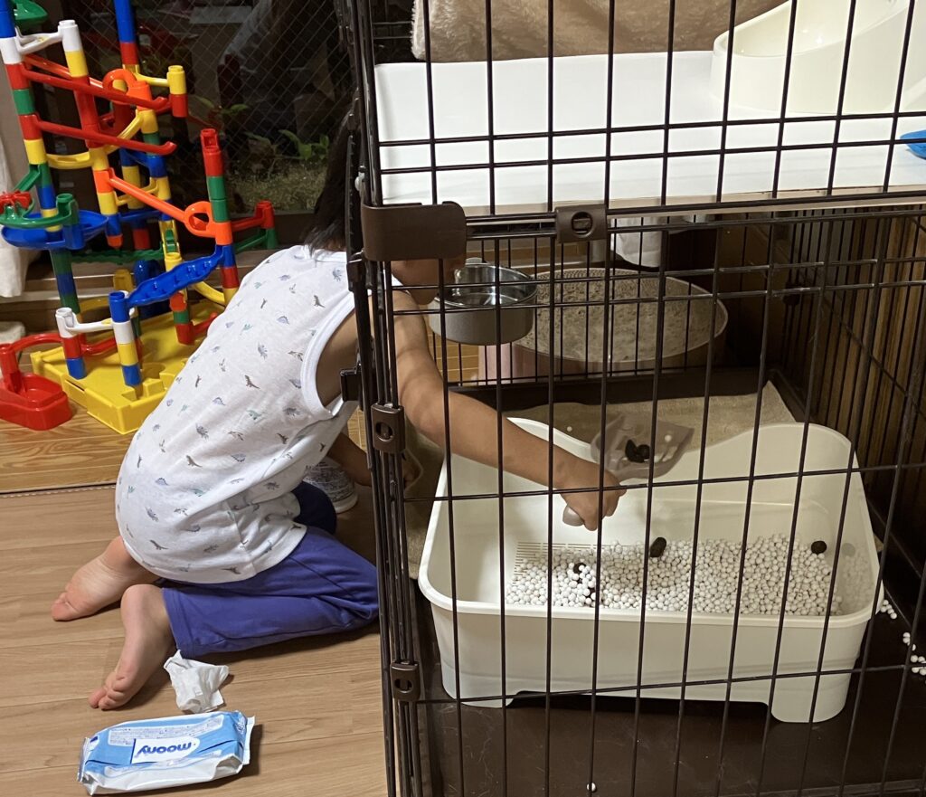 猫トイレの掃除をする４歳児