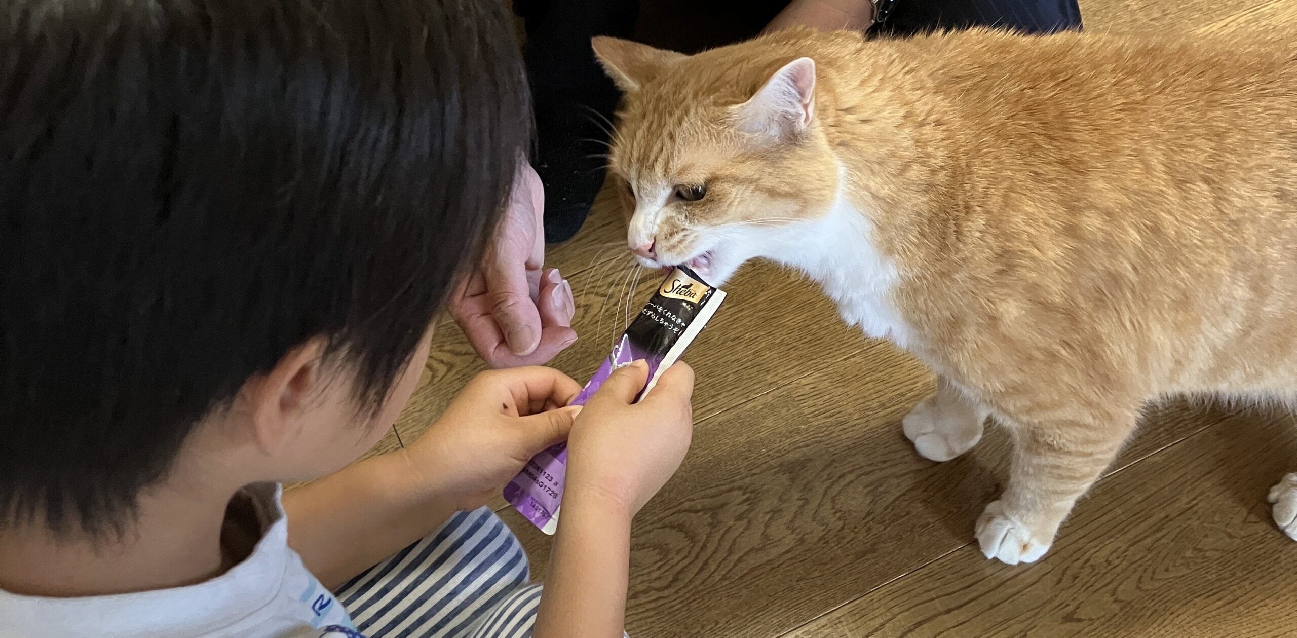 猫におやつをあげる幼児